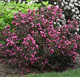 Вейгела квітуча Вікторія Weigela florida Victoria, фото 3