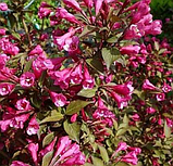 Вейгела квітуча Вікторія Weigela florida Victoria, фото 4