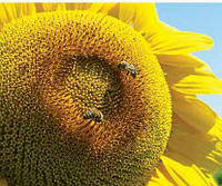 Гібрид Тунка LG