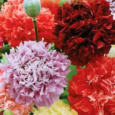 Мак махровий Хмаринка суміш 0,3 г Професійне насіння, фото 1