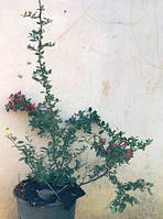 Піраанта Вентокс ред. 12 л.