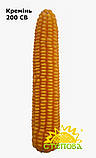 Кукурудза Кремінь 200 СВ ФАО 210, фото 2