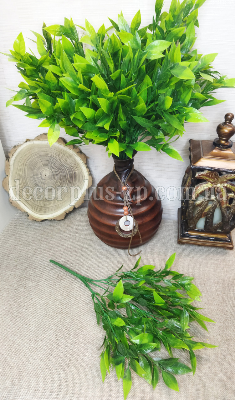 Букет рускус плоский листок, зелений, фото 1
