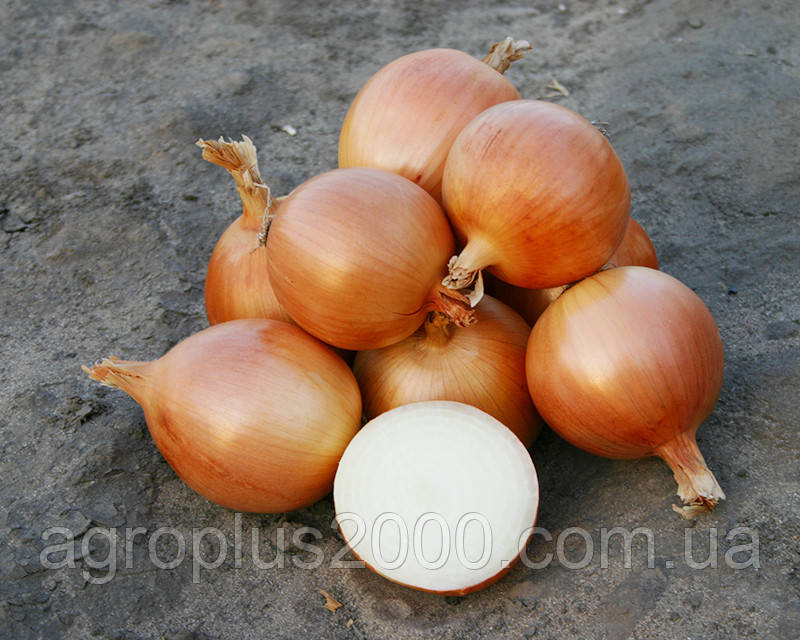 Насіння Лук ріпчасте Універсо F1, 1000 насіння Nunchems