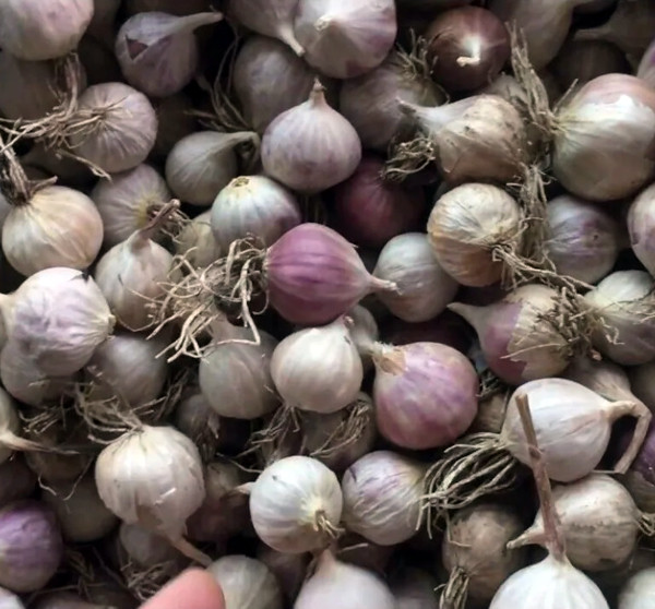 Часник однозубка Ірен 200 грам, фото 1