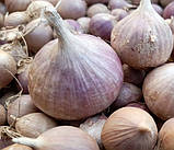 Часник однозубка Ірен 200 грам, фото 2