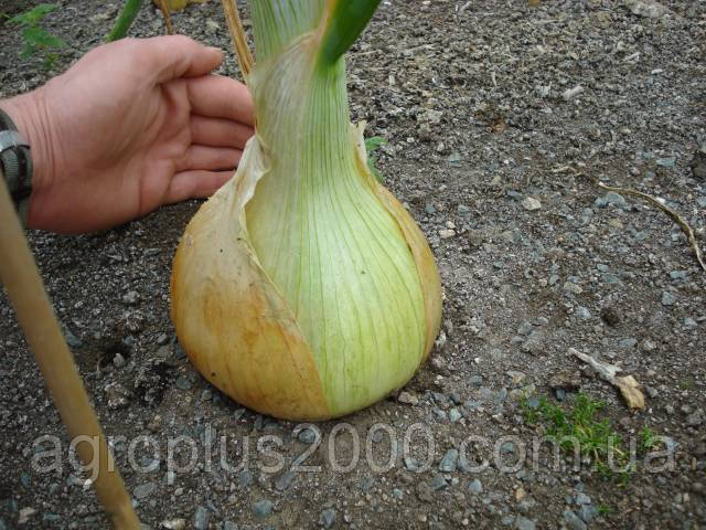 Насіння Цибуля ріпчаста Ексібішн 10000 насінин Bejo Zaden