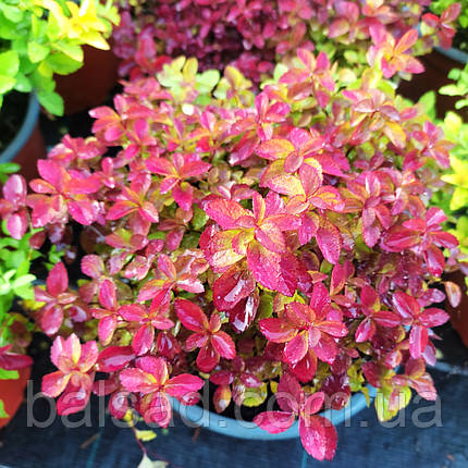 Спірея японська Зен Спіріт Карамель / Spiraea Zen Spirit Caramel, фото 1