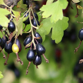 Саджанці Йошти