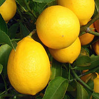 Лимон "Орнаментал" (C.limon "Оrnamentale") 10-20 см. Чорнкван. Кімнатний