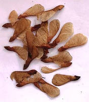 Клен Гіннала. Насіння. Ціна за 25 штук.