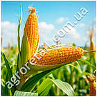 Кукурудза Сальвадор F1 50 шт GSN Semences, фото 2