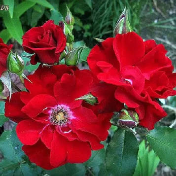 Троянда шраб Ротер Корсар (тубус)