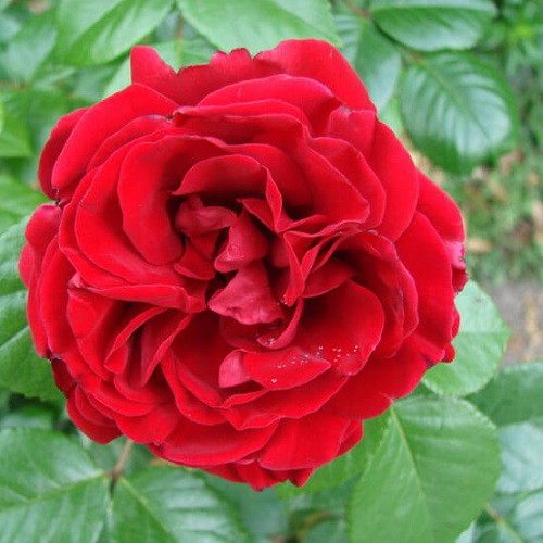 Троянда шраб Ульмер Мюнстер (тубус), фото 1