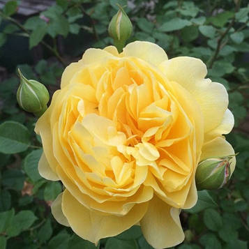 Троянда шраб Зе Поетс Вайф (тубус)