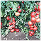 Томат Пінк Імпрешн F1 5 шт Sakata, фото 2