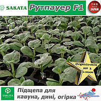 Підщепа Рутпауер F1 для кавуна, дині, огірка ТМ Sakata (Японія)