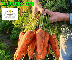 Насіння моркви Йорк, 2.0-2.4 мм, 25 тис. насінин, Lark Seeds