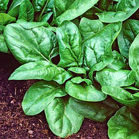 Шпинат Лагос 2 г, Франція