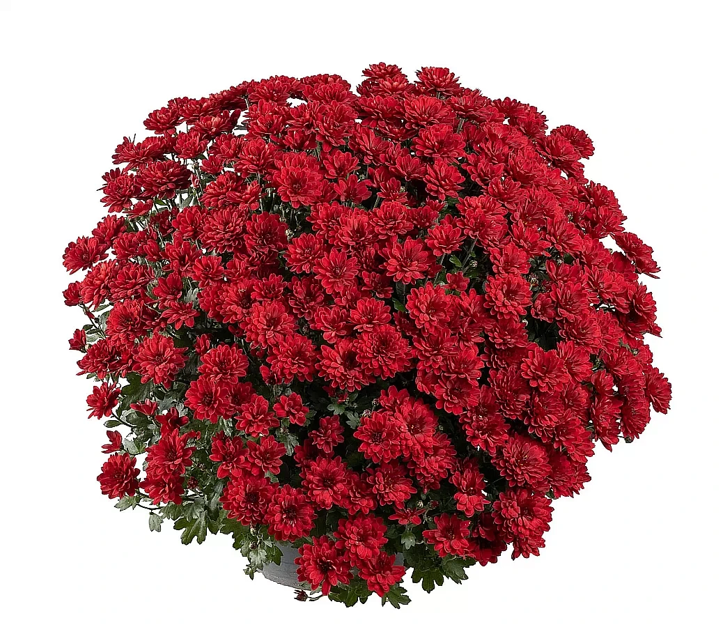 Хризантема Dendy Rouge Мультифлора.розсада