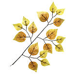 Гілка дерева береза ​​30 см, фото 2