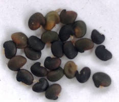 Ракитник Золотий дощ. Насіння. Ціна за 25 штук.