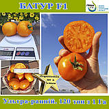 Томат жовтий, надранній Батур F1, 1000 насінин,ТМ Libra Seeds, фото 2