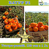 Томат жовтий, надранній Батур F1, 1000 насінин,ТМ Libra Seeds, фото 3
