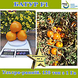 Томат жовтий, надранній Батур F1, 1000 насінин,ТМ Libra Seeds, фото 4