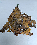 Стабілізований евкаліпт стуартіана жовтий, фото 2