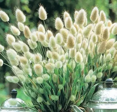 Насіння Лагурусу Зайцехвіст ( 0,1г), For Hobby, TM GL Seeds