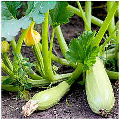 Кабачок Ангеліна F1 поштучно Syngenta 1 шт