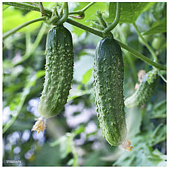 Огірок Еколь F1 поштучно Syngenta 1 шт