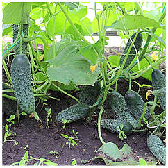 Огірок Директор F1 поштучно Nunhems 1 шт