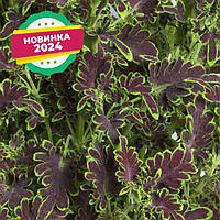 Насіння колеуса Колоча, 1000 шт., Шокліт Грін, бахромчатий, Cerny Seed