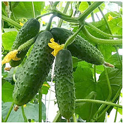 Огірок Артист F1 поштучно Bejo 1 шт