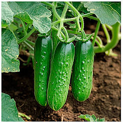 Огірок Аякс F1 поштучно Nunhems 1 шт