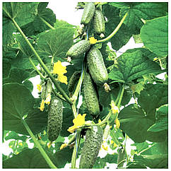 Огірок Кібрія F1 поштучно Rijk Zwaan 1 шт