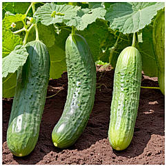 Огірок Амур F1 поштучно Bejo 1 шт.