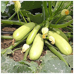 Кабачок Іскандер F1 поштучно Semenis 1 шт