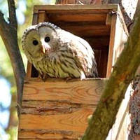 Будиночки для сов