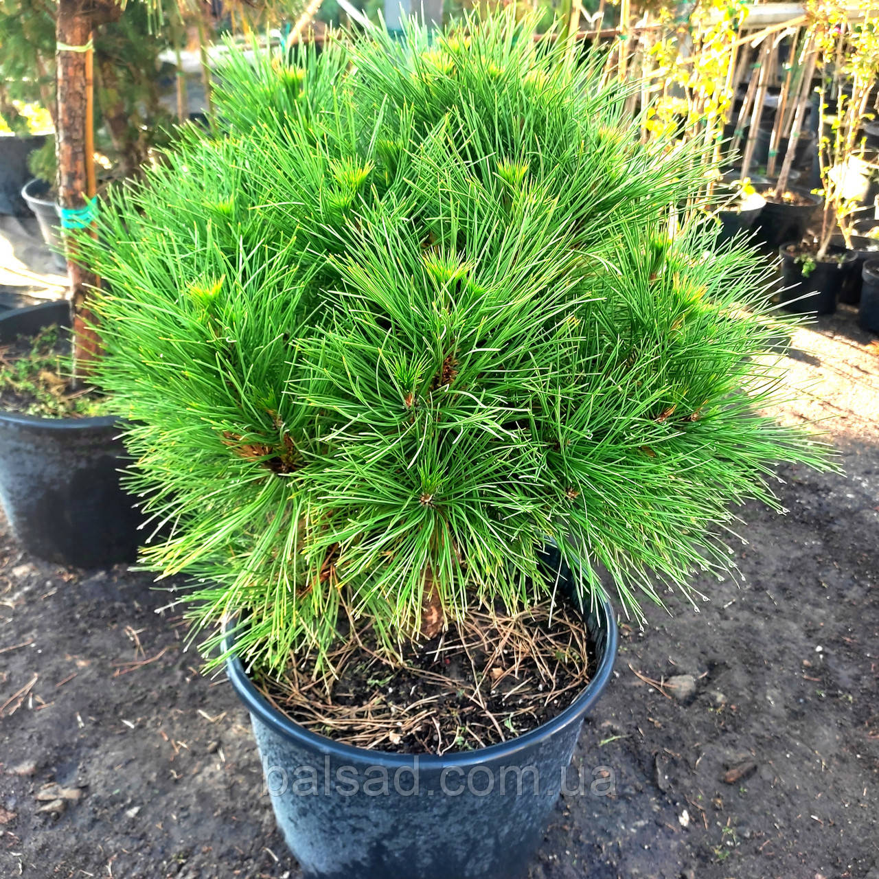 Сосна чорна Спілберг / С45 / h 60-70 / Pinus nigra Spielberg