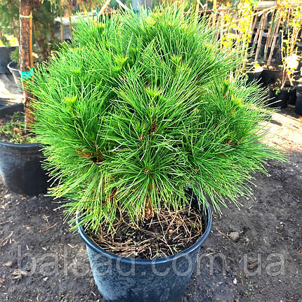 Сосна чорна Спілберг / С45 / h 60-70 / Pinus nigra Spielberg, фото 1