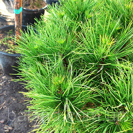 Сосна чорна Спілберг / С45 / h 60-70 / Pinus nigra Spielberg, фото 3