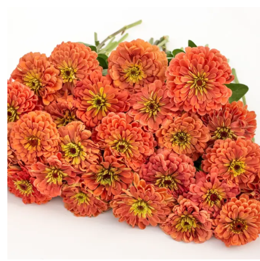 Цинія Гіганти Бенарі Salmon Rose 10 насінин