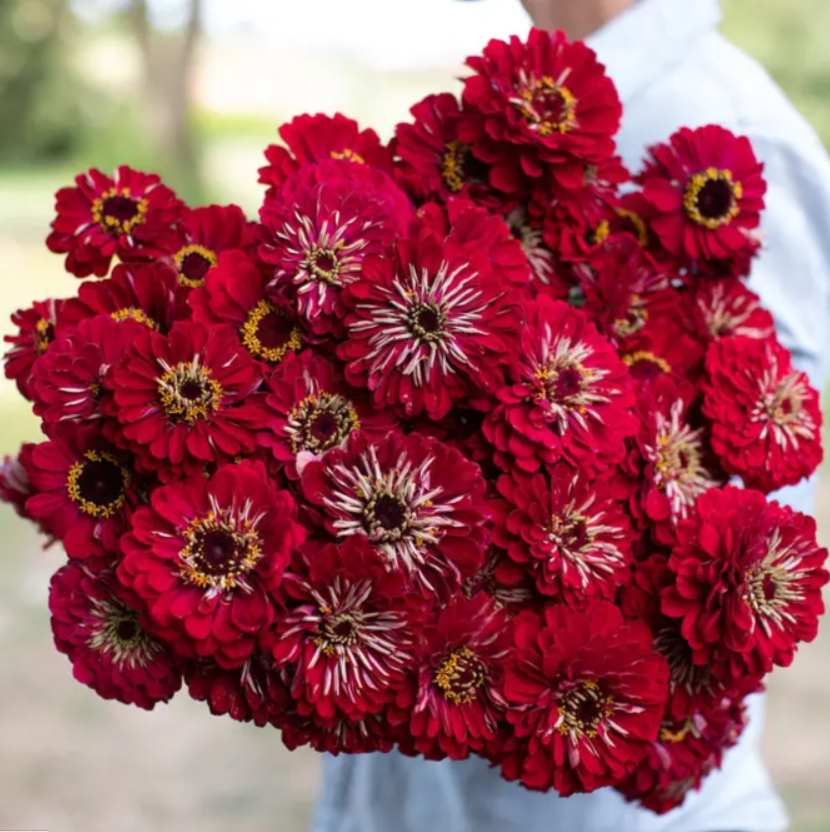 Цинія Гіганти Бенарі Deep Red 10 насінин, фото 1