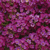 Алісум Clear Crystal Purple Shade 20 насінин