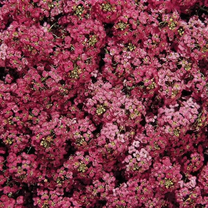 Алісум Wonderland Deep Rose 10 драже, фото 1