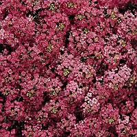 Алісум Wonderland Deep Rose 10 драже