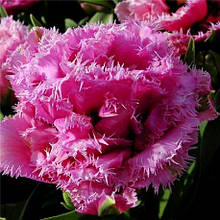 Тюльпан махровий Matchpoint (Матчпойнт ) оторочений 3 цибулинки